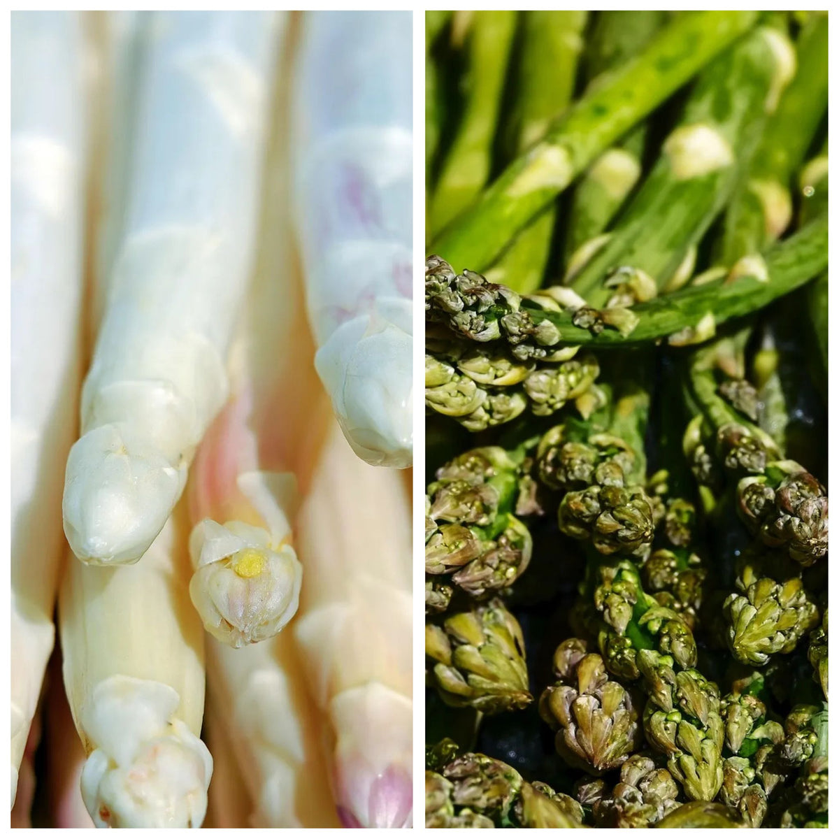 Griffes Asperges Vitalim A70+ | Griffes de 3 ans