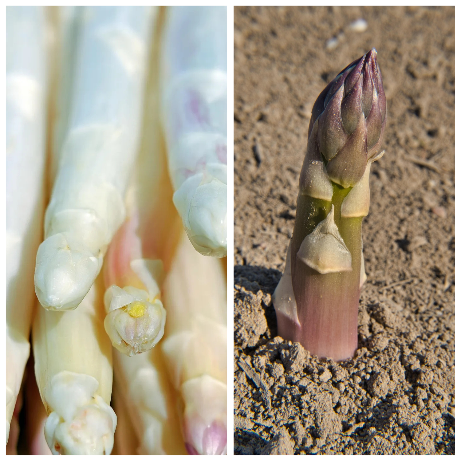 Griffes Asperges Blanches Pointes Violettes