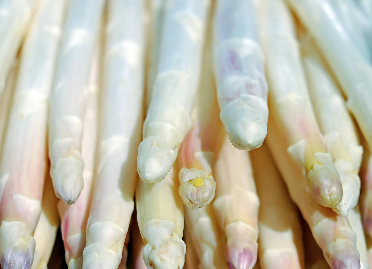 Griffes Asperges Blanches